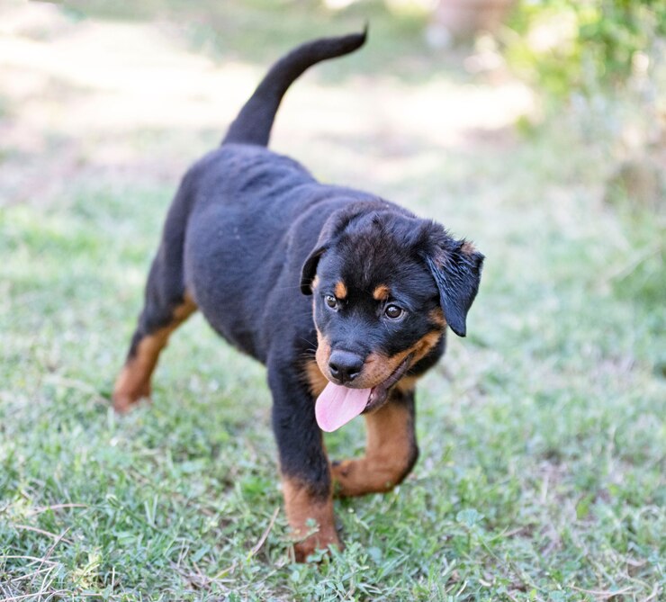 Photo chiot rottweiler courant dans la nature en été