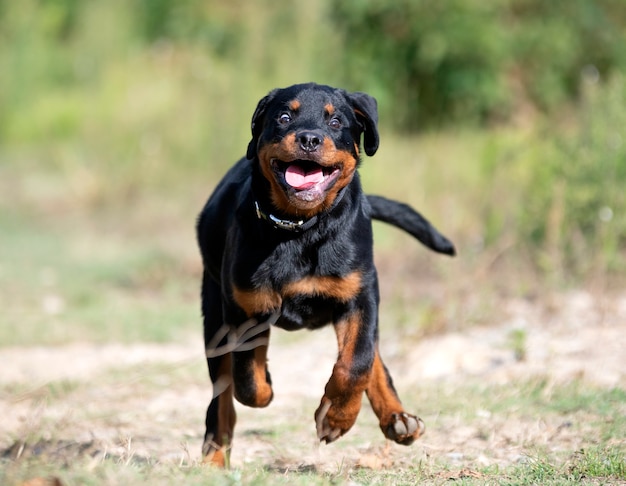 Chiot Rottweiler Courant Dans La Nature En été