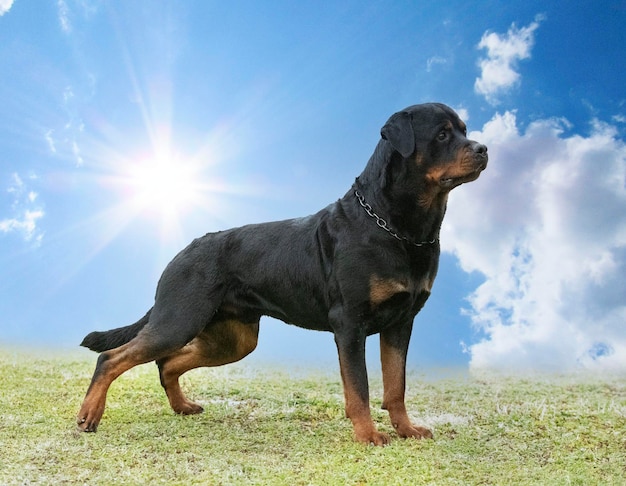 Chiot rottweiler dans la nature