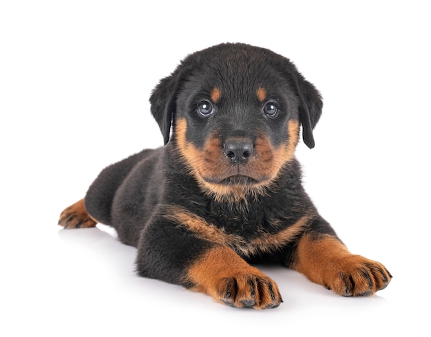 Chiot rottweiler devant fond blanc