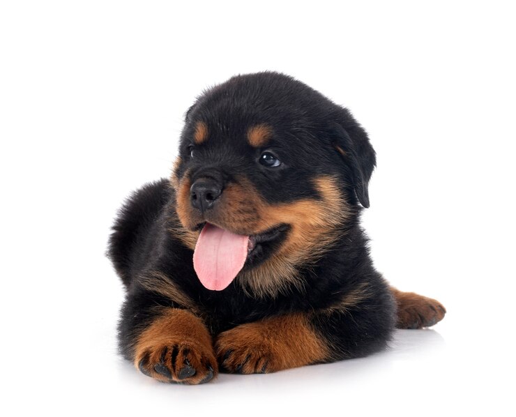 Photo chiot rottweiler devant fond blanc