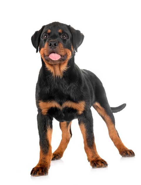 Chiot rottweiler devant fond blanc