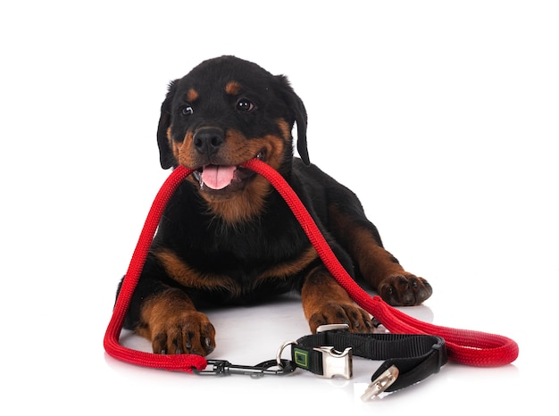 Chiot rottweiler devant fond blanc