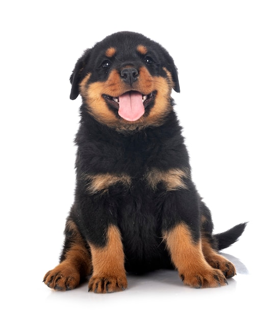 Chiot rottweiler devant fond blanc