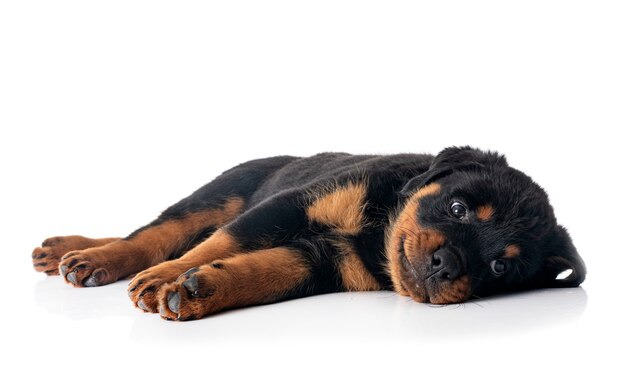 Chiot rottweiler devant fond blanc