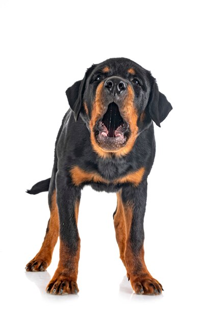 Chiot rottweiler devant fond blanc