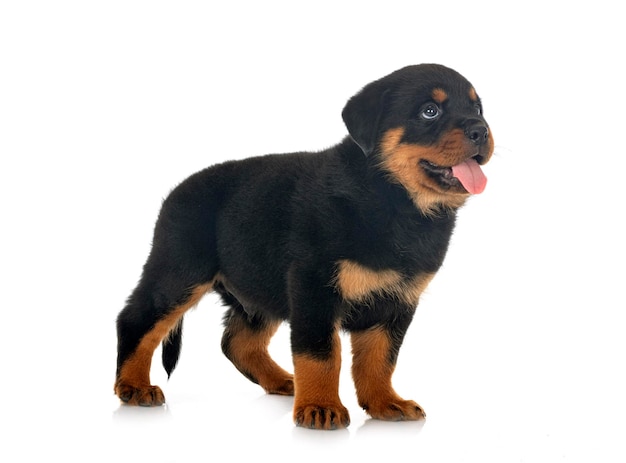 Chiot rottweiler devant fond blanc