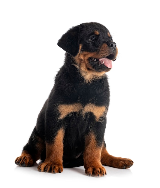 Chiot rottweiler devant fond blanc