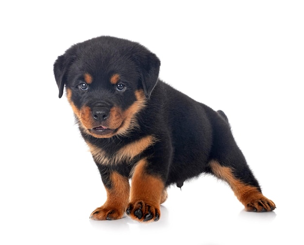 Chiot rottweiler devant fond blanc