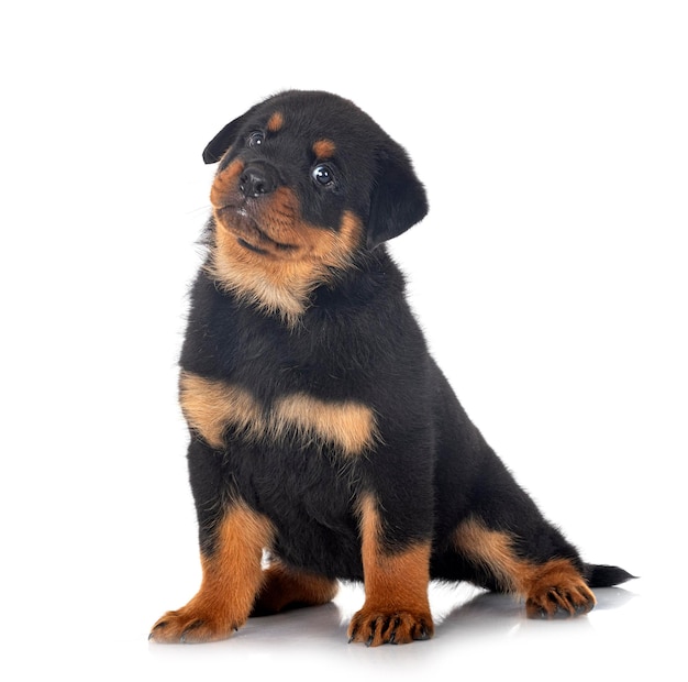 Chiot rottweiler devant fond blanc