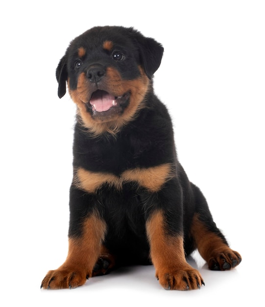 Chiot rottweiler devant fond blanc