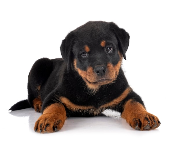 Chiot rottweiler devant fond blanc