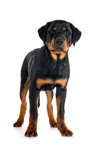 Chiot rottweiler devant fond blanc