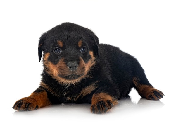 Chiot rottweiler devant fond blanc