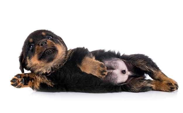 Chiot rottweiler devant fond blanc