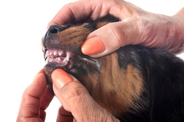 un chiot de rottweiler devant un fond blanc