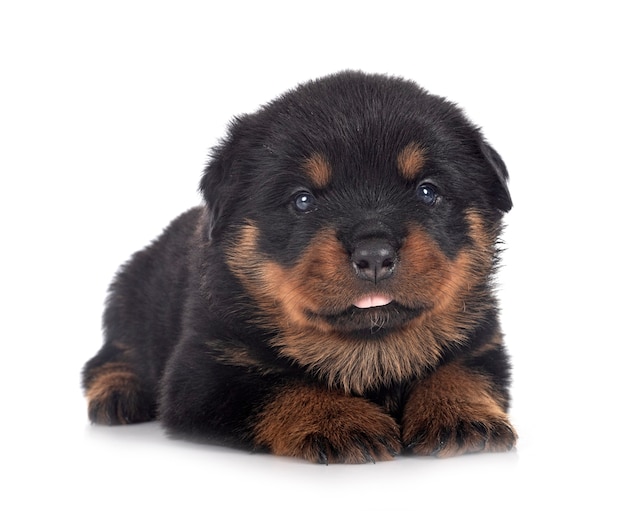 Chiot rottweiler devant un mur blanc