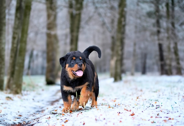 un chiot de rottweiler qui court dans la nature en été