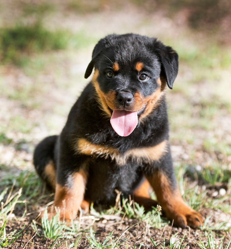 Photo chiot rottweiler restant dans le jardin en été
