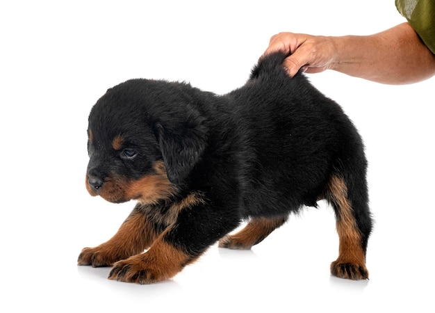 chiot rottweiler en studio