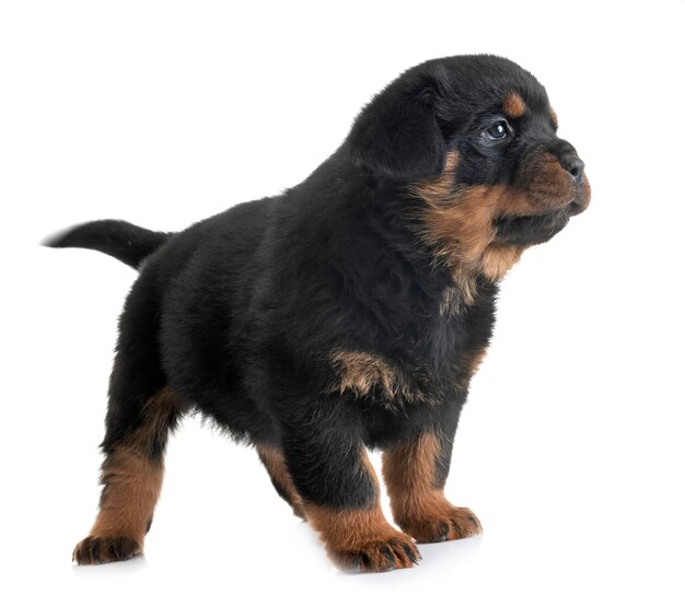 chiot rottweiler en studio