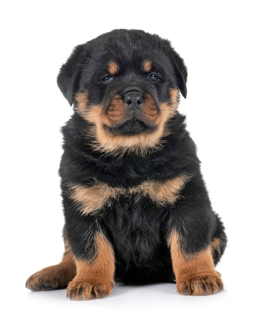 chiot rottweiler en studio