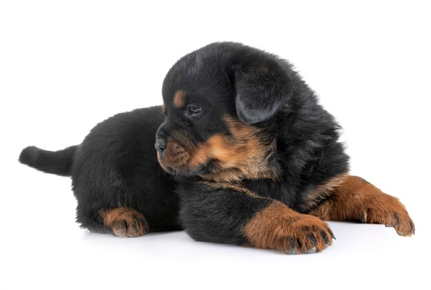 chiot rottweiler en studio