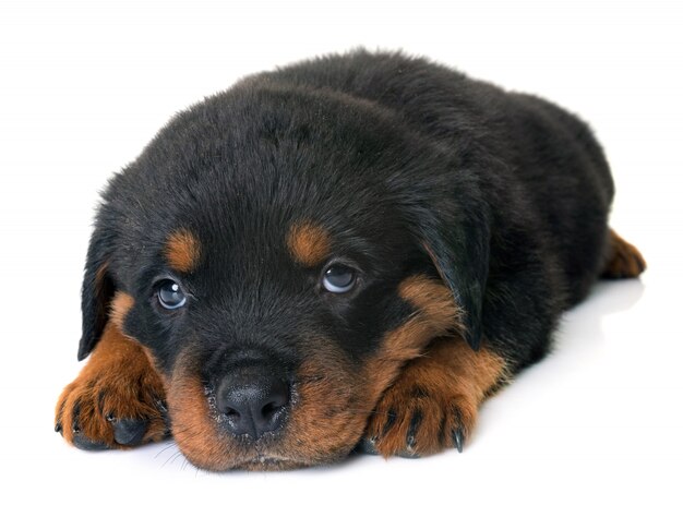 chiot rottweiler en studio