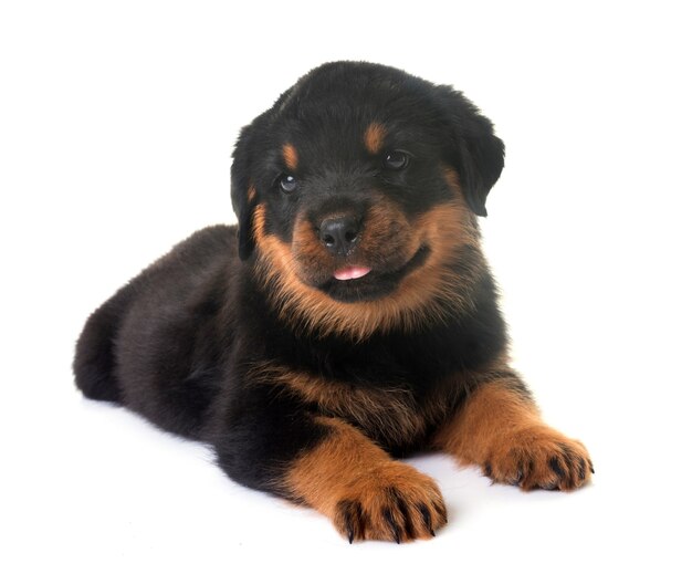 chiot rottweiler