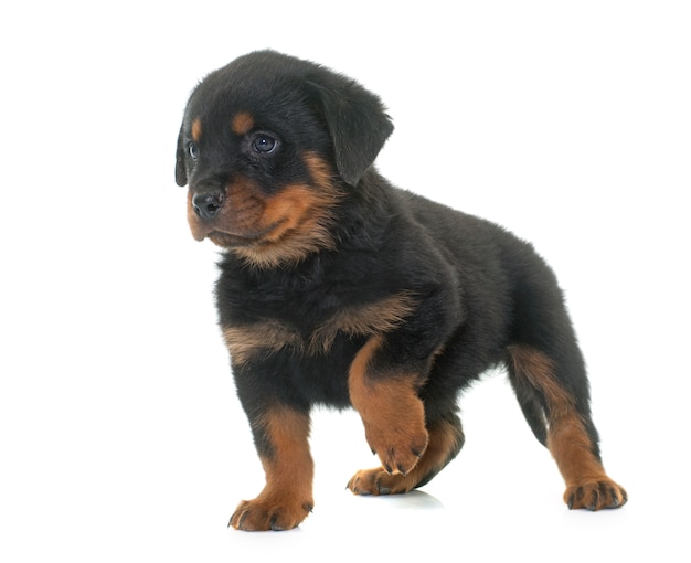 Chiot rottweiler