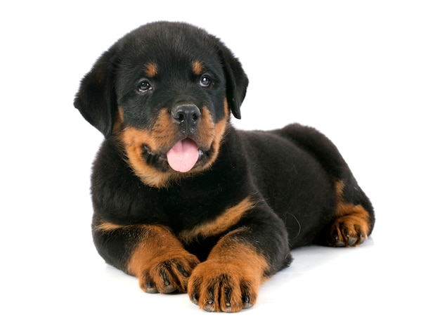 chiot rottweiler