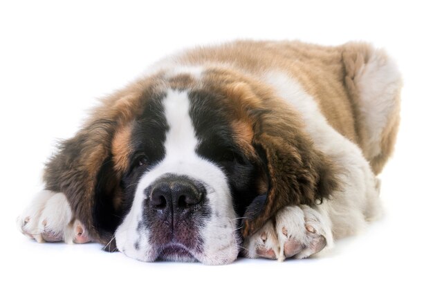 chiot saint bernard