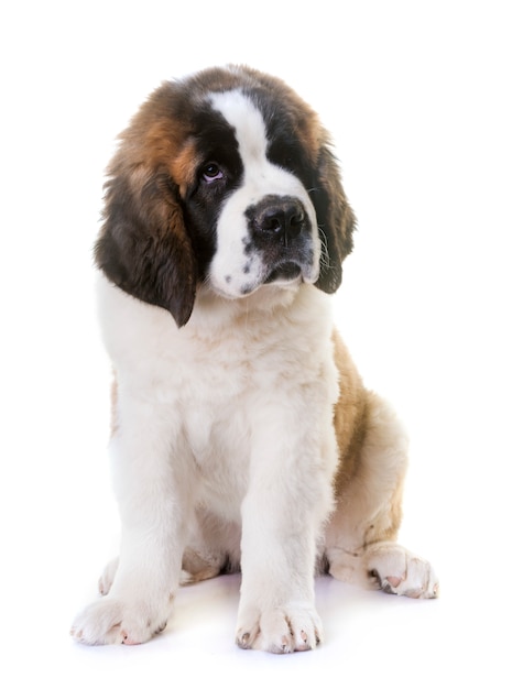 chiot saint bernard