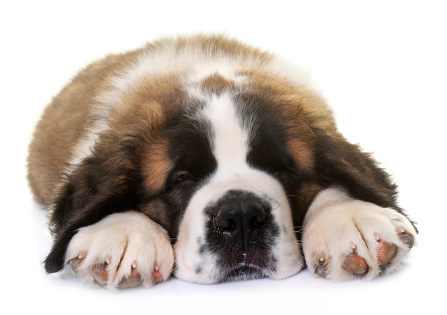 chiot saint bernard