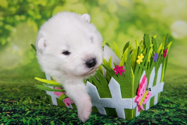 Chiot Samoyède à l'âge de deux semaines dans le panier de Pâques