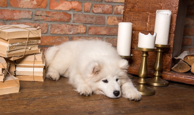 Chiot Samoyède blanc moelleux avec livre près de la cheminée avec des bougies