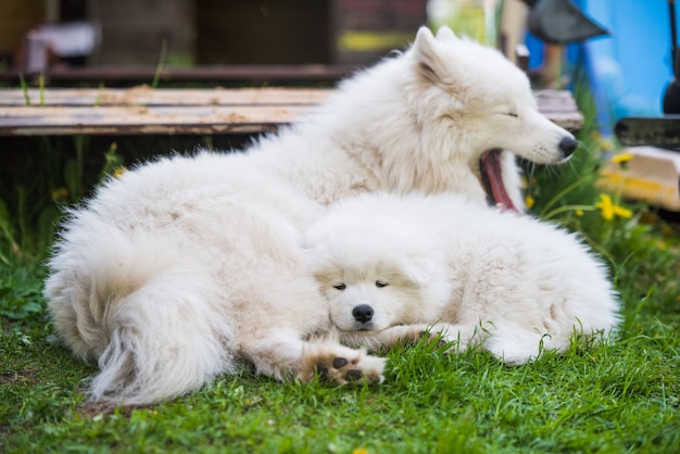 Le chiot samoyède et la chienne mère dorment