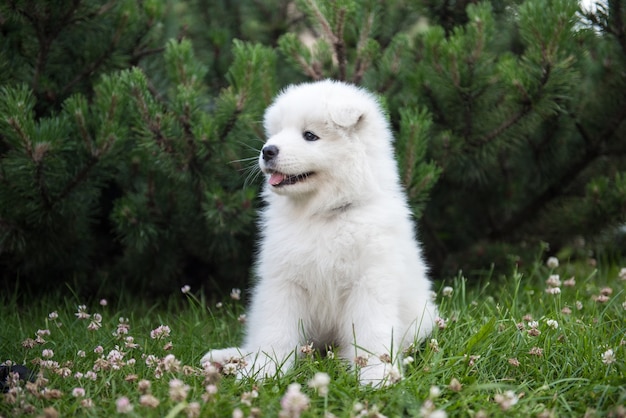 Chiot Samoyède drôle sur l'herbe verte