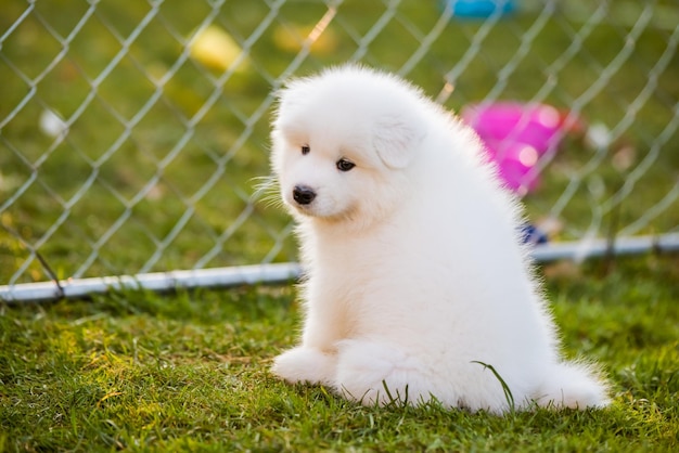 Chiot samoyède drôle sur l'herbe verte