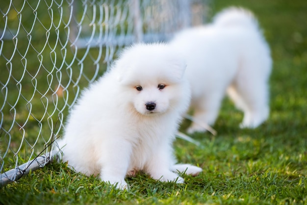 Chiot samoyède drôle sur l'herbe verte