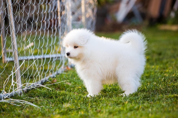 Chiot samoyède drôle sur l'herbe verte