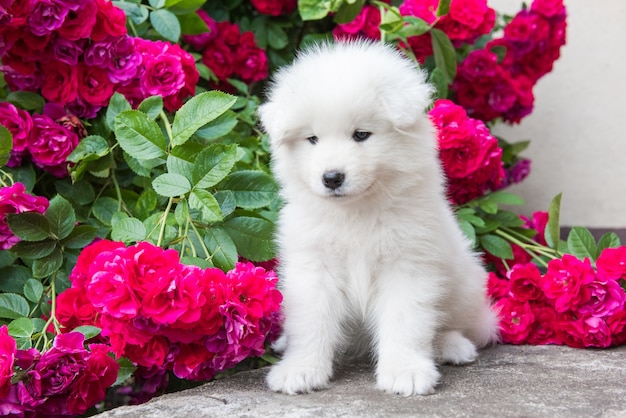 Chiot samoyède à fourrure blanche assis avec des roses rouges