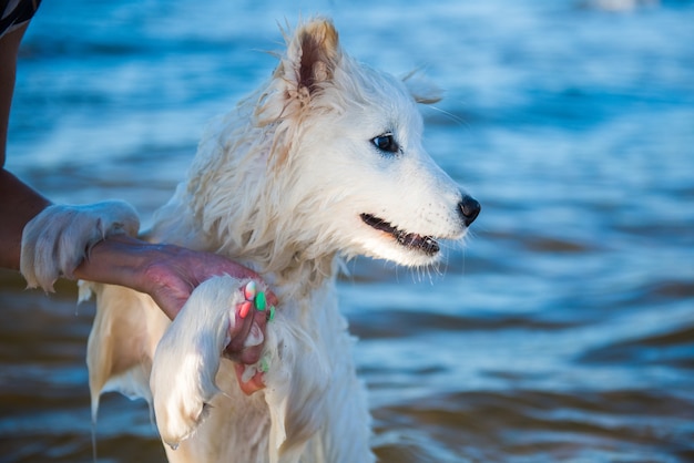 Chiot Samoyède natation