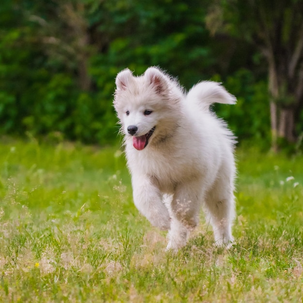 Chiot Samoyède s'exécute sur l'herbe verte