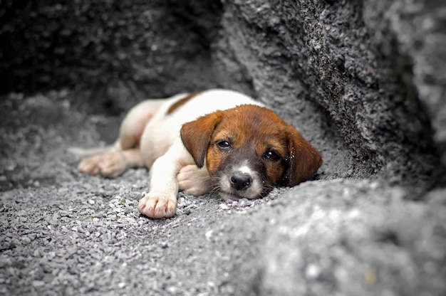 Chiot sans abri et affamé abandonné