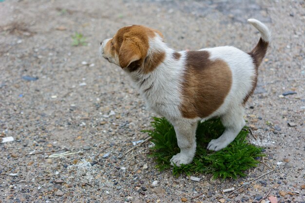 Un chiot sans-abri garde une petite île d'herbe verte. Le concept d'écologie, de changement climatique, de réchauffement climatique, de développement durable, de conservation de la planète pour les générations futures. Chiot gentil.