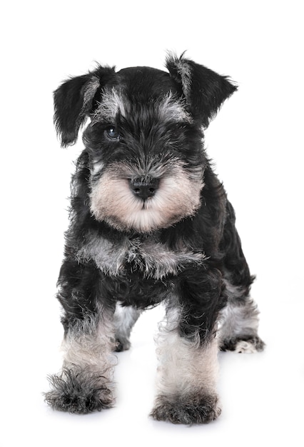 chiot schnauzer miniature