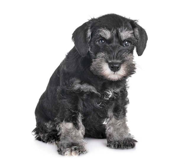 chiot schnauzer miniature