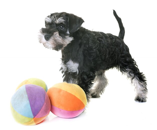 chiot schnauzer miniature