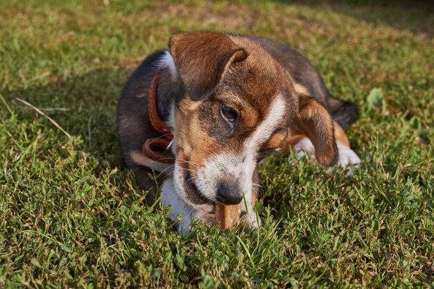 Chiot se promène dans la cour à la maison et pose pour une photo.